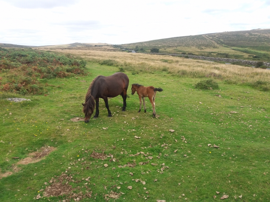 Bovey Tracey Walkers image