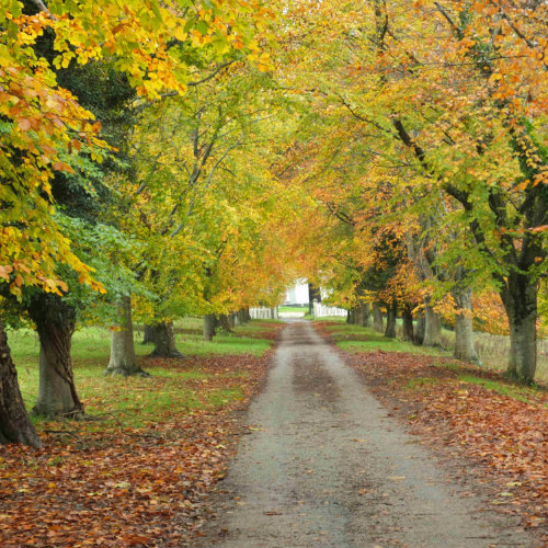 National Trust image